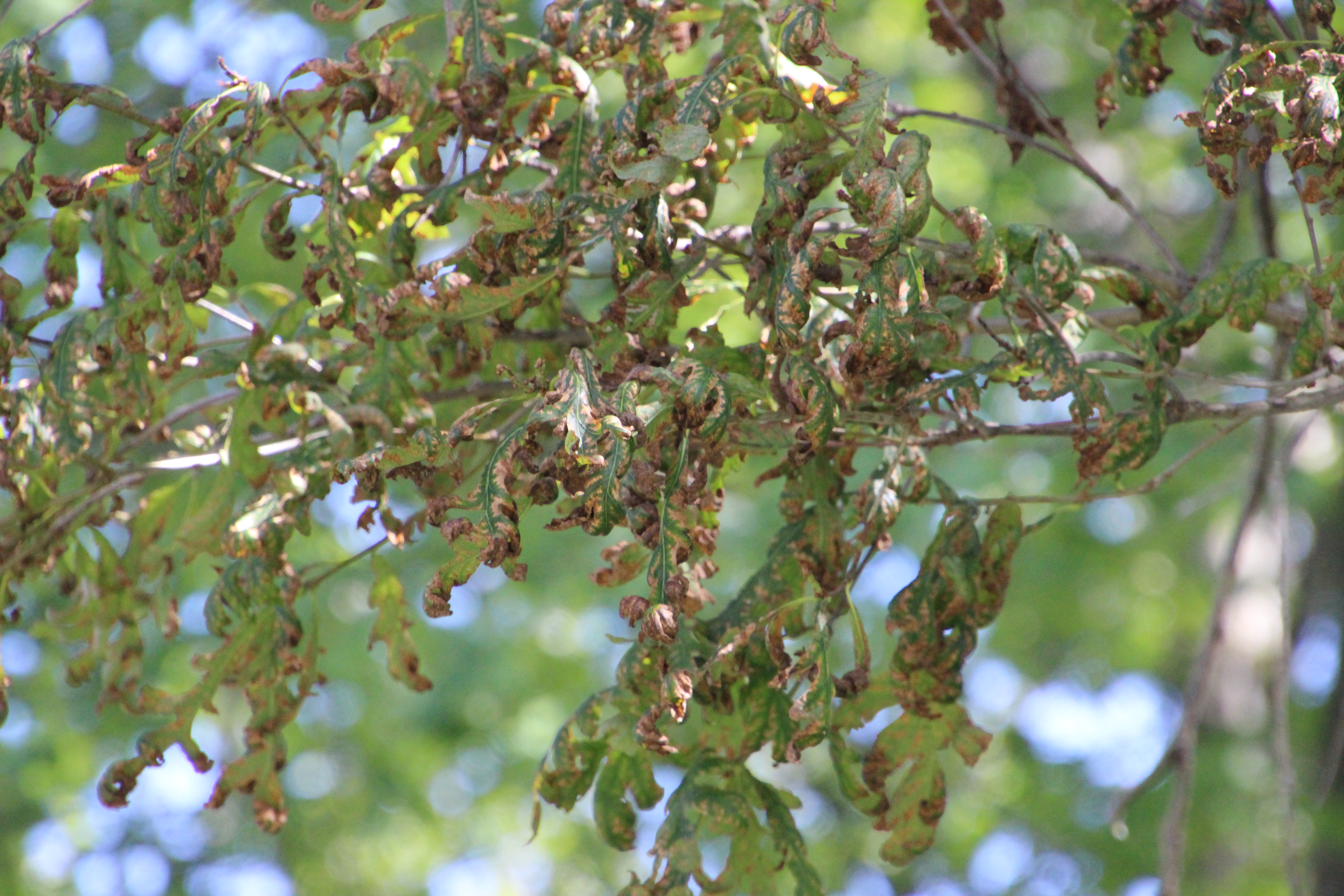 Leaf scorch affecting an entire branch